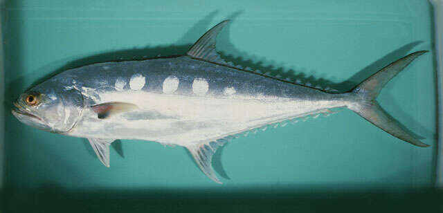 Image of Talang queenfish