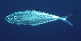 Image of Doublespotted queenfish