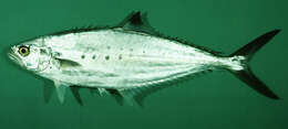 Image of Doublespotted queenfish