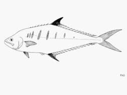 Image of Barred queenfish