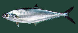 Image of Blackfin queenfish