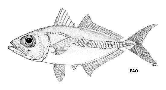 Image of Oxeye scad