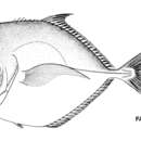 Image of Caribbean moonfish