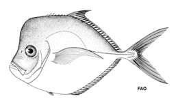 Image of Caribbean moonfish