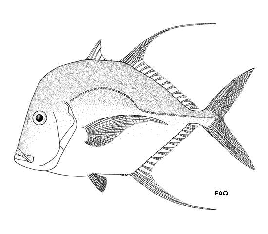 Image of Mexican Moonfish