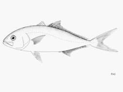 Image of Guinean amberjack