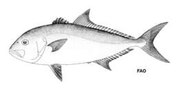 Image of Samson fish