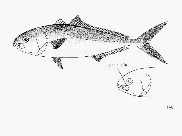 Image of Darkfin amberjack