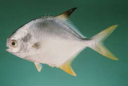 Image of Indian pompano