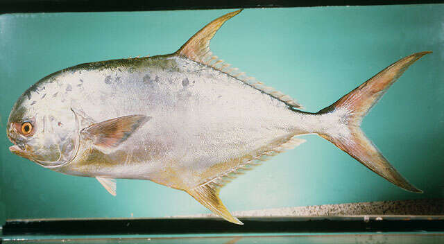 Image of Indian pompano