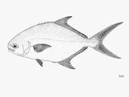 Image of Paloma pompano