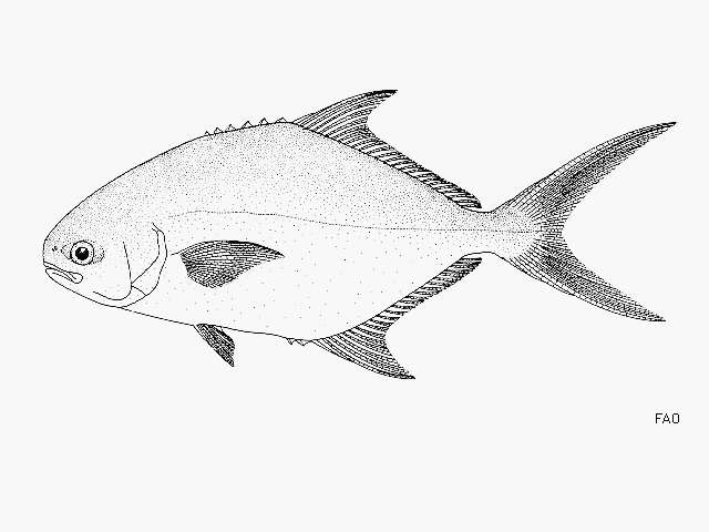 Image of Paloma pompano