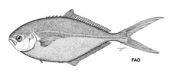 Image of Shortfin pompano