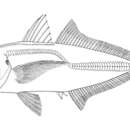 Plancia ëd Trachurus indicus Nekrasov 1966