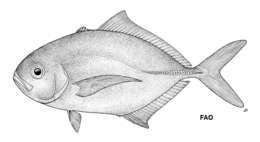 Image of Bassett-hulls trevally