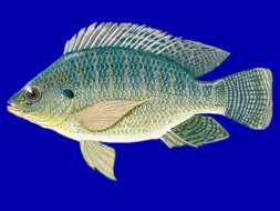 Image of Nile tilapia