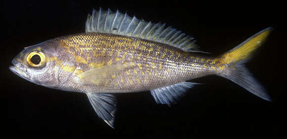 Image of Gold-tailed jobfish