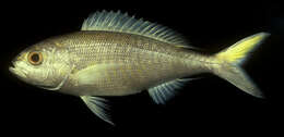 Image of Gold-tailed jobfish