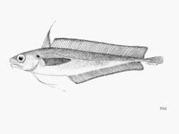 Image of Guinean codling