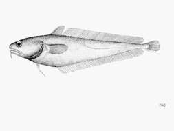 Image of Physiculus