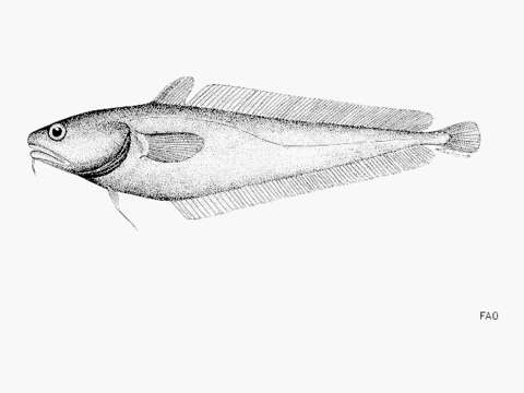Image of Physiculus