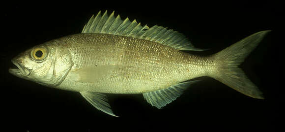 Image of Golden eye jobfish