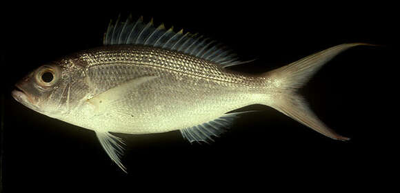 Image of Golden eye jobfish