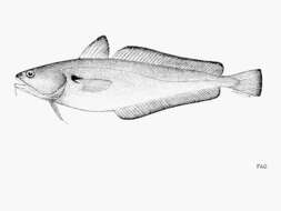 Image of Red codling