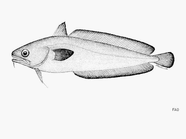 Слика од Pseudophycis barbata Günther 1863