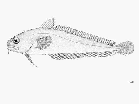 Image of Northern bastard codling