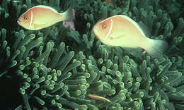 Image of Pink anemonefish