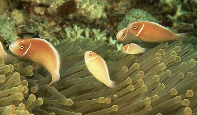 Image of Pink anemonefish