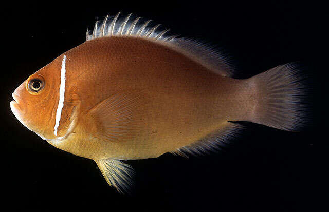 Image of Pink anemonefish