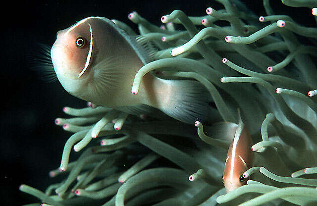 Image of Pink anemonefish