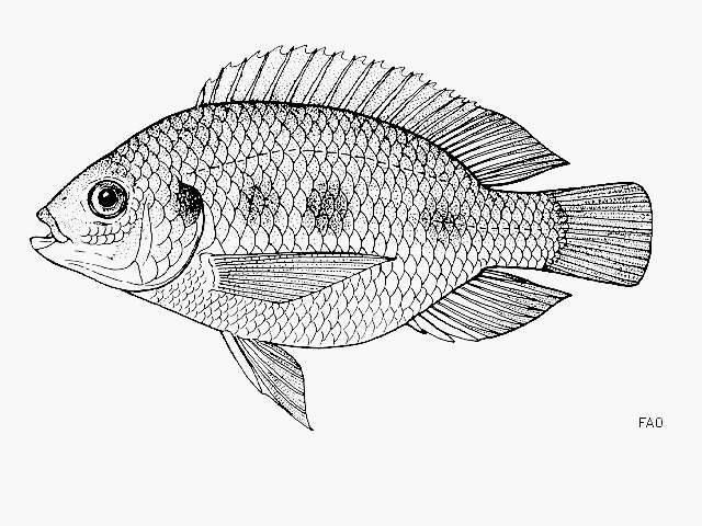 Image of Malagarasi tilapia