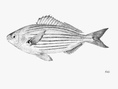 Image of Sarpa