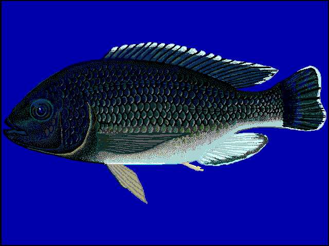 Image of Cichlid