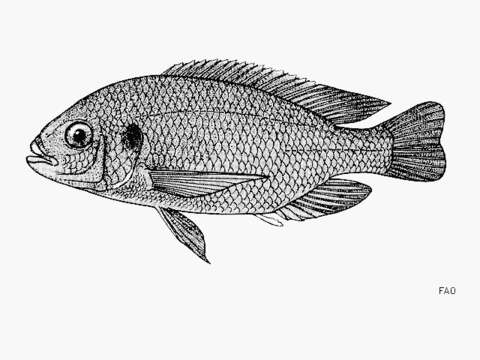 Image of Cichlid