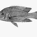 Image of Tilapia