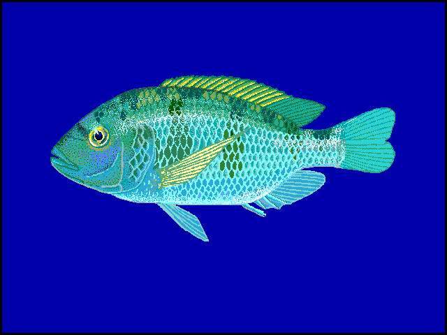 Image of Cichlid