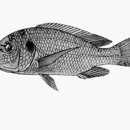 Image of Oreochromis lidole (Trewavas 1941)