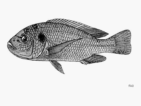 Image of Oreochromis lidole (Trewavas 1941)