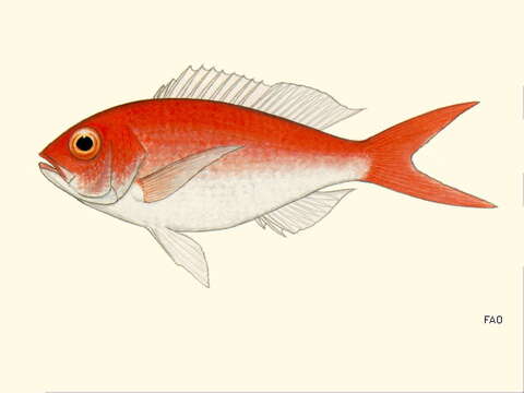 Image of Bigeye Snapper