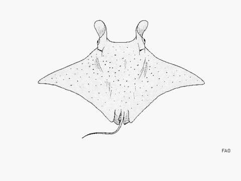 Image of Chevron Manta Ray