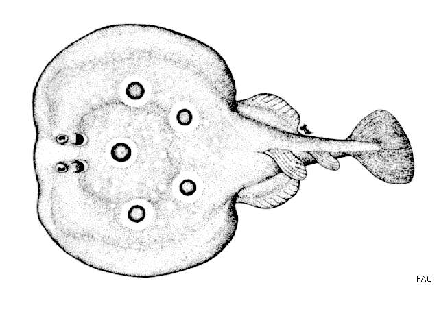 Image of Common Torpedo Ray