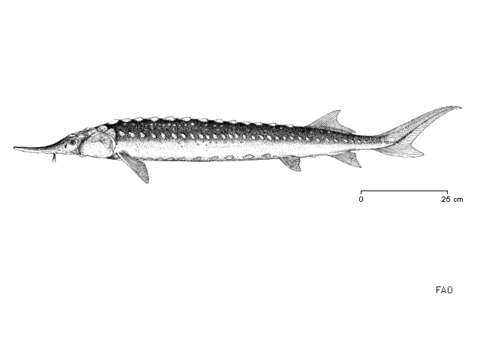 Image of Star Sturgeon