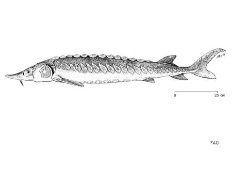 Image of Atlantic Sturgeon