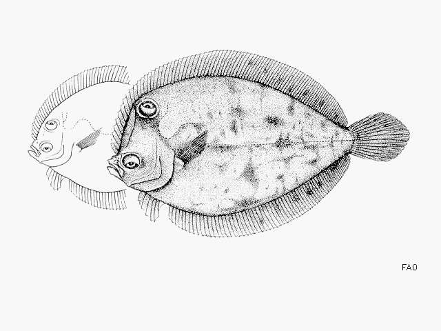 Image of Wide-eyed Flounder