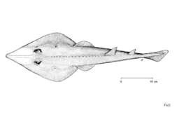 Image of Blackchin guitarfish