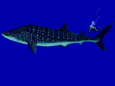 Image of Rhincodon